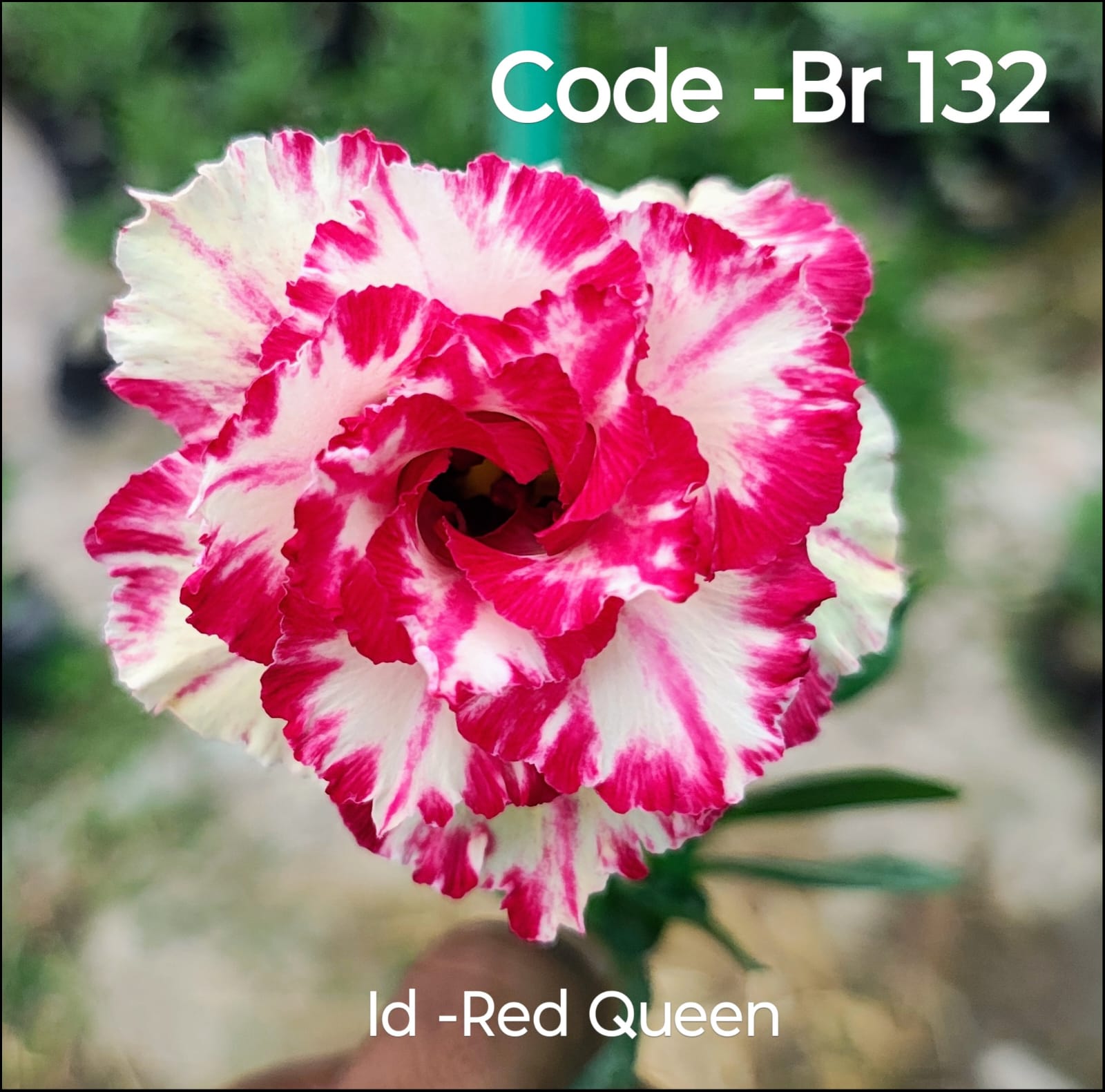 Premium Single Petal Adenium 2